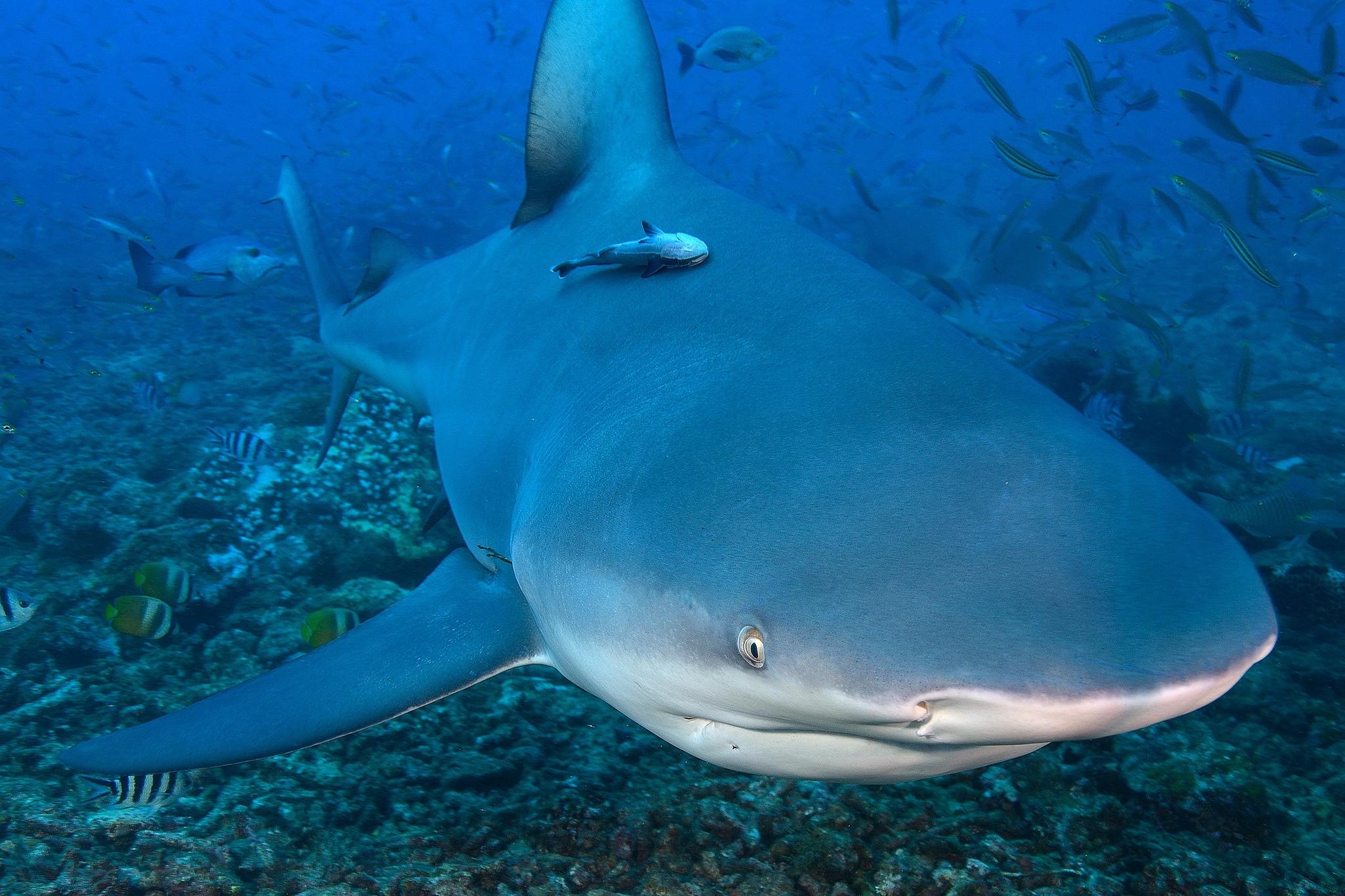 Морские обитатели Акула Акулы (1)